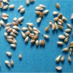 Обикновена блатия - Lythrum salicaria-семена