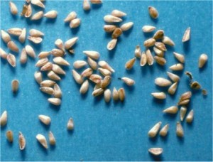Обикновена блатия - Lythrum salicaria-семена