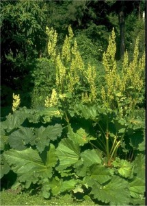 Ревен - Rheum officinale-билка