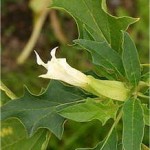 Татул - Datura Stramonium -листа