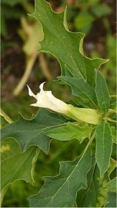 Татул - Datura Stramonium -листа