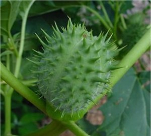 Татул - Datura Stramonium -плод