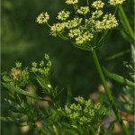 Магданоз - Petroselinum crispum -цвят