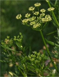 Магданоз - Petroselinum crispum -цвят