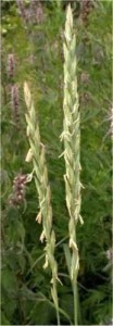 Пирей - Agropyrum repens (Li) P.S.- цвят
