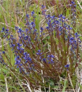 Билка Голяма телчарка - Polygala major