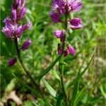 Голяма телчарка - Polygala major-билка