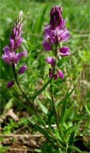 Голяма телчарка - Polygala major-билка