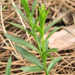 Голяма телчарка - Polygala major-листа