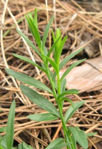 Голяма телчарка - Polygala major-листа