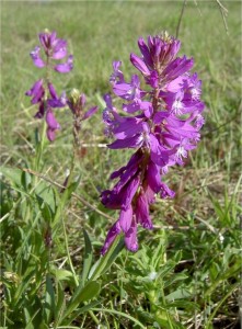 Голяма телчарка - Polygala major-цвят