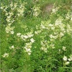 Билка Блатен тъжник - Filipendula ulmaria (L.) Maxim