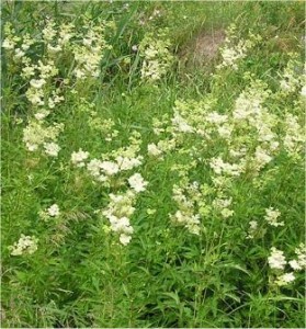 Билка Блатен тъжник - Filipendula ulmaria (L.) Maxim