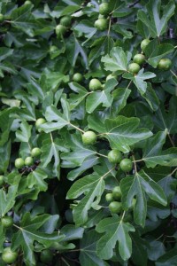 Билка-Обикновена смокиня - Ficus carica