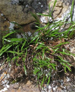 Билка - Северно изтравниче - Asplenium septentrionale