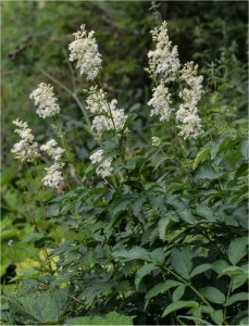 Блатен тъжник - Filipendula ulmaria (L.) Maxim