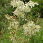 Блатен тъжник - Filipendula ulmaria (L.) Maxim-билка