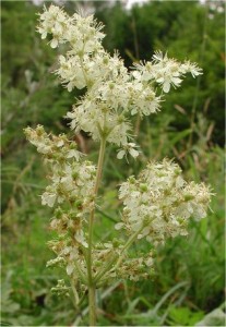 Блатен тъжник - Filipendula ulmaria (L.) Maxim-билка