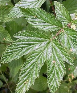 Блатен тъжник - Filipendula ulmaria (L.) Maxim-лист