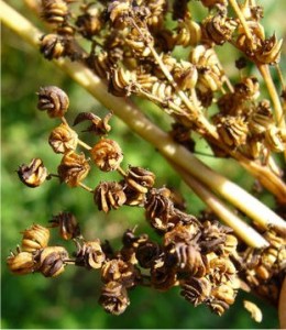 Блатен тъжник - Filipendula ulmaria (L.) Maxim-плод