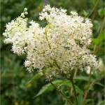 Блатен тъжник - Filipendula ulmaria (L.) Maxim-цвят