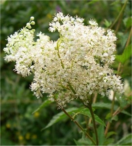 Блатен тъжник - Filipendula ulmaria (L.) Maxim-цвят