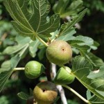 Random image: Обикновена смокиня - Ficus carica