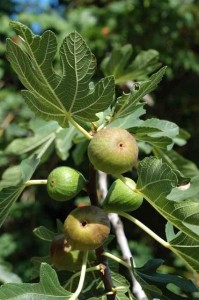 Обикновена смокиня - Ficus carica