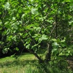 Обикновена смокиня - Ficus carica-в природата