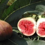 Обикновена смокиня - Ficus carica-плод