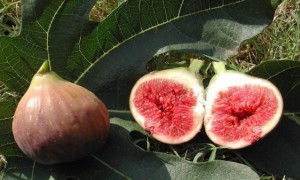 Обикновена смокиня - Ficus carica-плод