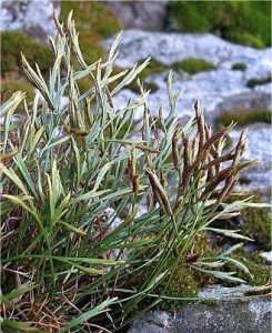 Северно изтравниче - Asplenium septentrionale