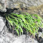 Северно изтравниче - Asplenium septentrionale-билка