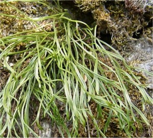 Северно изтравниче - Asplenium septentrionale- в природата