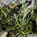 Северно изтравниче - Asplenium septentrionale - лист
