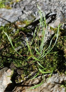 Северно изтравниче - Asplenium septentrionale - лист