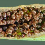 Северно изтравниче - Asplenium septentrionale- сори