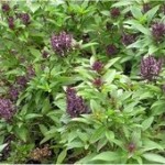 Босилек - Ocimum basilicum-билка