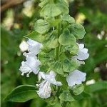 Босилек - Ocimum basilicum-цвят