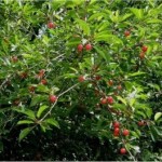 Random image: Вишна - Prunus cerasus L.-дърво