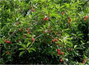 Вишна - Prunus cerasus L.-дърво