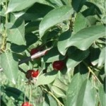 Random image: Вишна - Prunus cerasus L.-лист