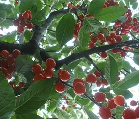 Вишна - Prunus cerasus L.-плод