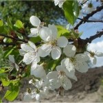 Вишна - Prunus cerasus L.-цвят