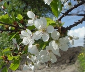 Вишна - Prunus cerasus L.-цвят
