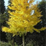 Random image: Гинко билоба - Ginkgo biloba L.-лечебно растение