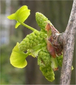 Гинко билоба - Ginkgo biloba L.-мъжка реса