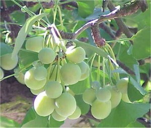 Гинко билоба - Ginkgo biloba L.-плод