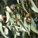 Евкалипт - Eucalyptus globulus Labill-билка