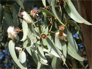 Евкалипт - Eucalyptus globulus Labill-билка
